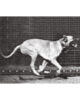 Muyenbridge-dog-3d-kaart