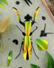 assembli-bidsprinkhaan-praying-mantis-mango