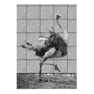 muyenbridge-struisvogel-3d-kaart