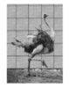 muyenbridge-struisvogel-3d-kaart