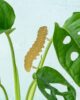 another-studio-plant-animals-caterpillar