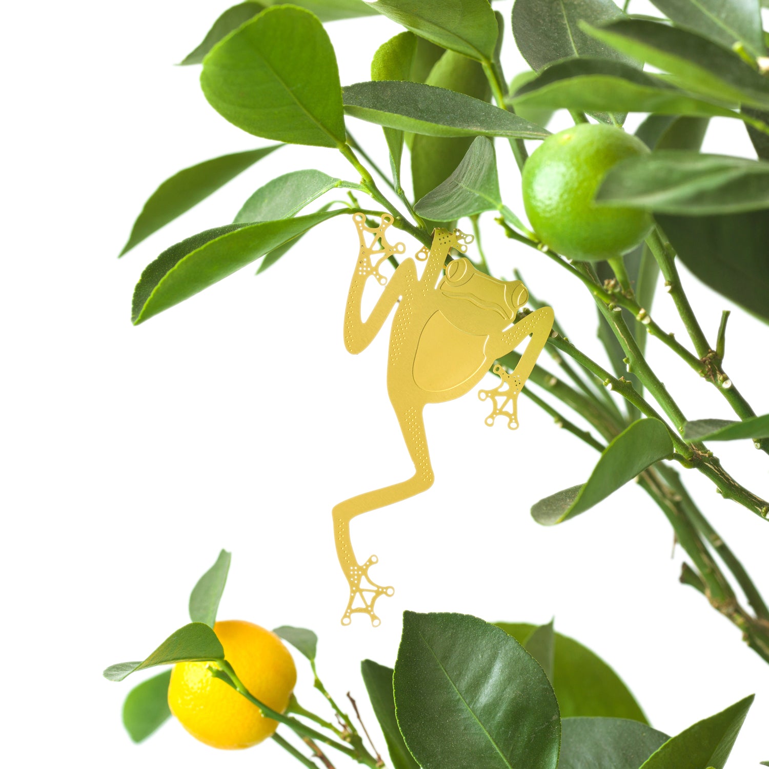 another-studio-plant-animals-tree-frog