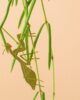 another-studio-plant-animals-praying-mantis