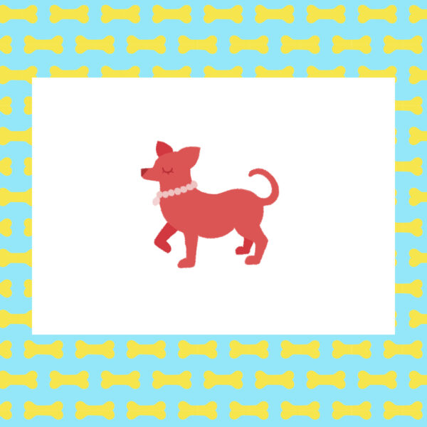 pup-store-kaart-chihuahua