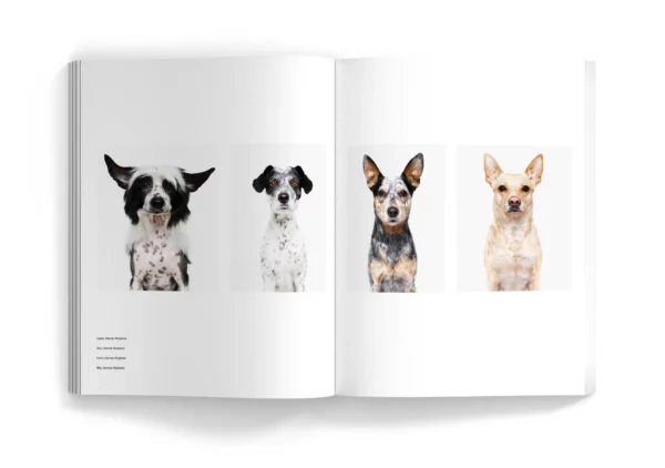 more-than-100-dog-portraits